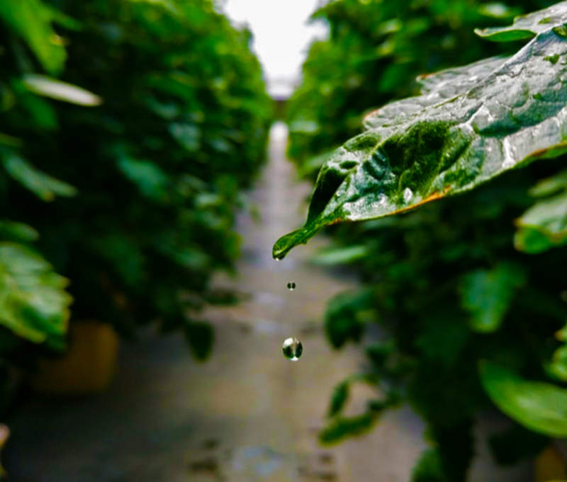 LEAF1