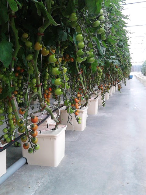 grape_tomato